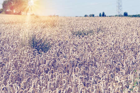 A cornfield and farm