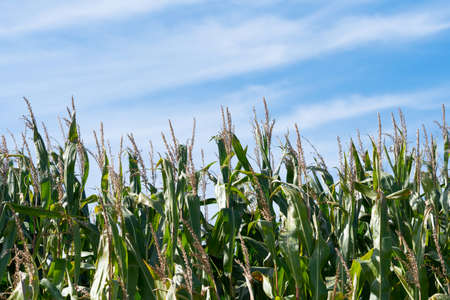 Corn cultivation and blue sky in the backgroundの写真素材