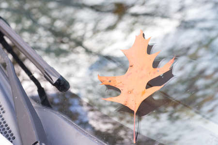 Autumn and a fallen leaf on the disc of a car