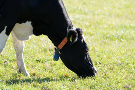 A cow in a pasture