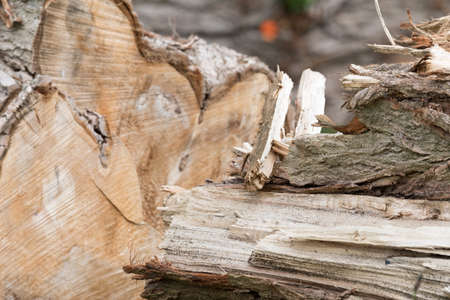 Felled trees on a stack