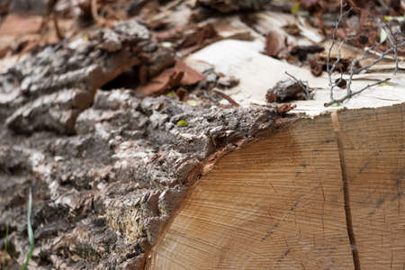 Close up of a faded treeの写真素材 [40125804988] - イメージマート