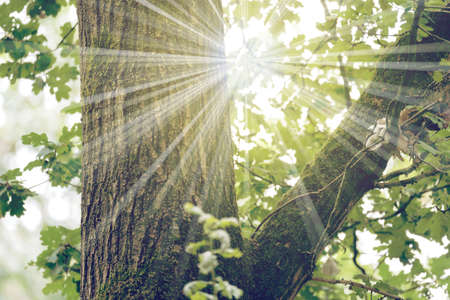 Forest, tree and the sunの写真素材