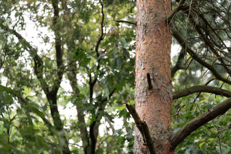 Forest and a treeの写真素材