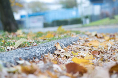 Foliage in autumn on the streetの写真素材