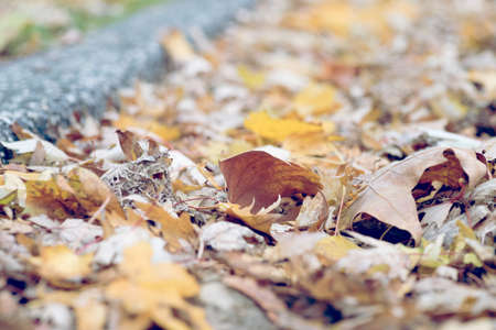 Foliage in autumn on the street