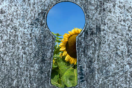 Sunflower seen through a keyholeの写真素材