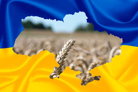 Flag of Ukraine and agricultureの写真素材