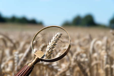 A magnifying glass and farmingの写真素材