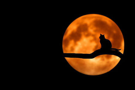 Cat silhouette on the background of the full moon. Halloween concept.の写真素材