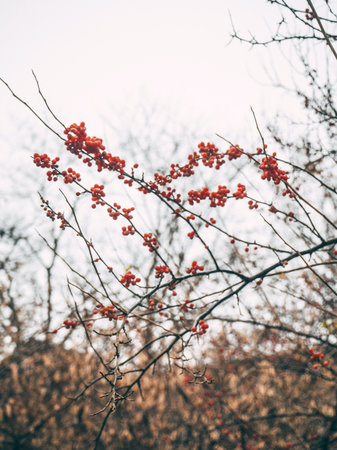 Branch of rowan berries on a blurred background. Toned.の写真素材