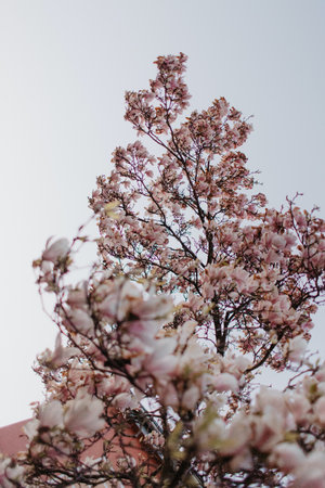 Magnolia tree with pink flowers in the garden, spring time.の写真素材