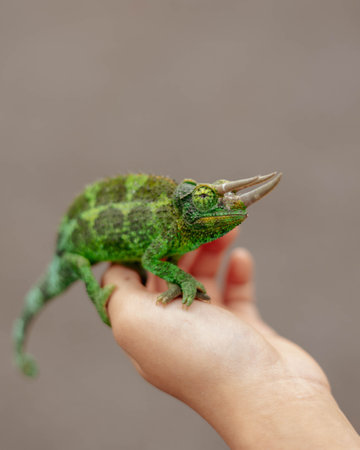 Green chameleon on a child's hand on a gray background
