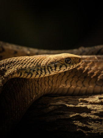 Close up of the head of a snake on a tree branch.