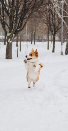 Cute Welsh Corgi Pembroke dog running in the snow.の写真素材