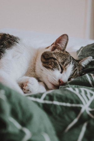 Cute cat sleeping on the bed at home in cozy room.の写真素材