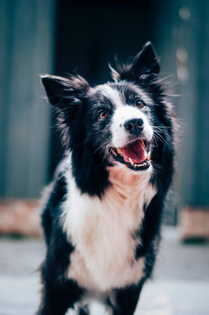 Funny portrait of cute smilling puppy dog border collie outdoors in the street.