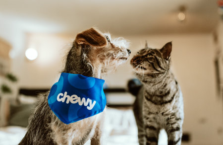 Cat and dog playing with a medical mask in the bedroom at home