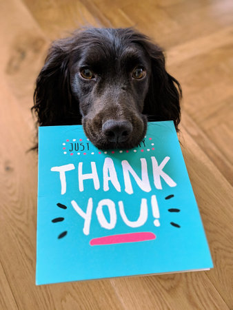 Thank you card with cute miniature english cocker spaniel dog at homeの写真素材