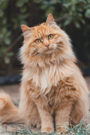 Portrait of a red persian cat in the garden, stock photoの写真素材