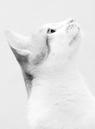 Portrait of a cat on a white background. Monochrome.の写真素材