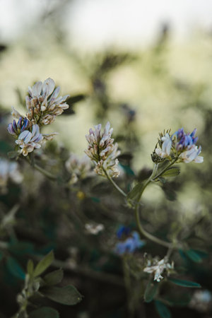 White and blue flowers in the garden. Nature background. Selective focusの写真素材
