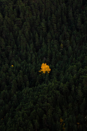 Aerial view of autumnal coniferous forest with yellow leavesの写真素材