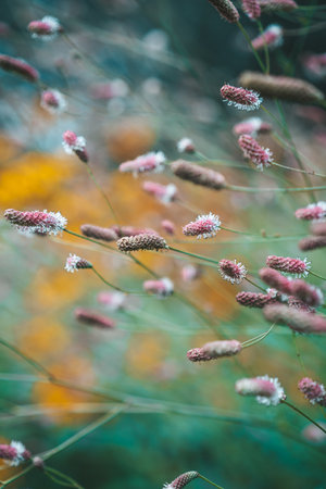 Close up of grass flower in the garden. Selective focus.