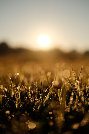 Morning dew on the grass. Beautiful sunrise over the meadow.の写真素材