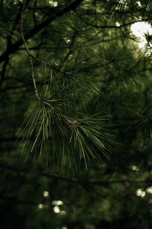 Pine branches in the forest. Shallow depth of field.