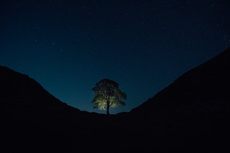 Lonely tree in the mountains at night with starry sky