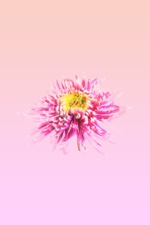 Pink chrysanthemum on a pink background. Nature.の写真素材