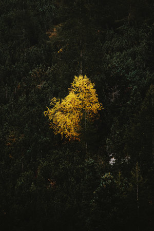 Autumn trees with yellow leaves in the forest. Autumn background.