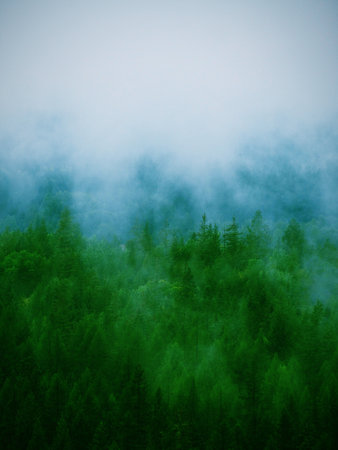 Foggy morning in the coniferous forest. Carpathians, Ukraine