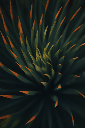 Close-up of agave plant, abstract background with copy spaceの写真素材