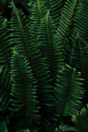 Fern leaves in tropical rainforest. Nature background and texture.の写真素材