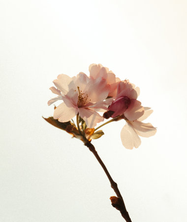 cherry blossom on a white background, closeup of photoの写真素材