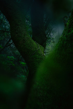 Mossy tree in the forest at night. Selective focusの写真素材