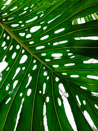 green leaf of Monstera deliciosa or Swiss cheese plant.