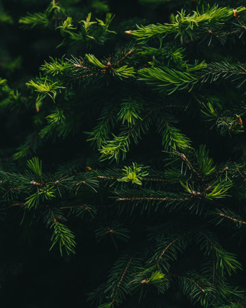 Close up of green branches of spruce. Pine tree background.