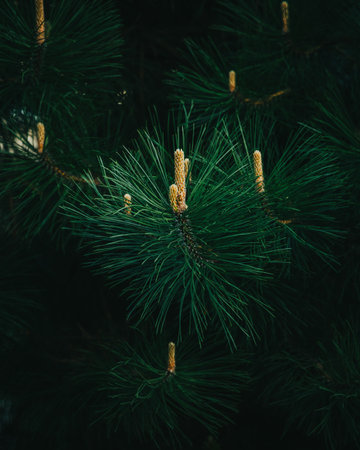 Pine tree branch with cones close-up. Christmas background.