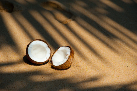 Coconut on the sand in the shade of the tree.の写真素材