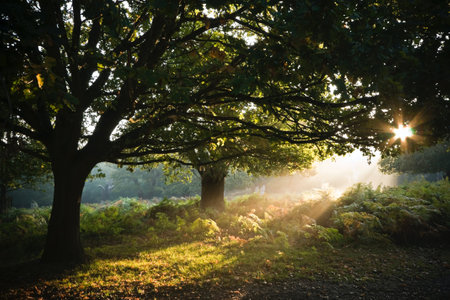 Sunrise in a forest in autumn, with sun rays passing through the treesの写真素材