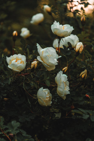 Beautiful white rose flowers in the garden. Selective focus.の写真素材
