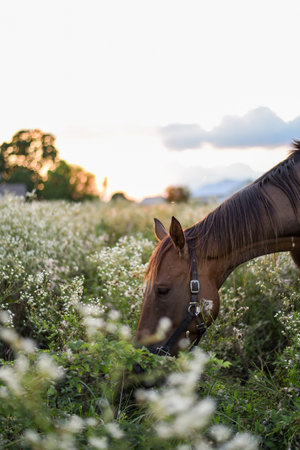 Horse in the meadow at sunset. Beautiful landscape with horseの写真素材