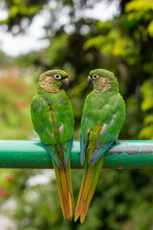 Couple of green parrots sitting on the pergola.の写真素材