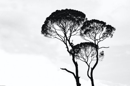 Black and white photo of tree silhouettes against a cloudy sky.の写真素材