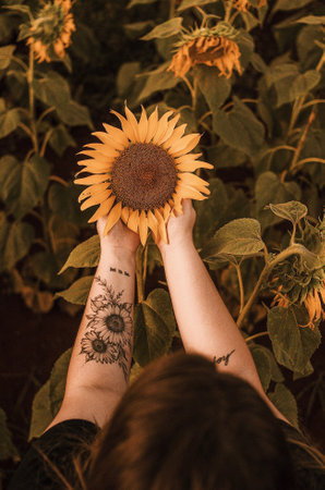 Hands of a girl with tattoos on her arms holding a sunflowerの写真素材
