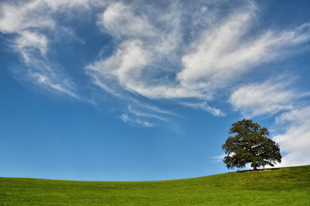Lonely tree on green meadow under blue sky with clouds