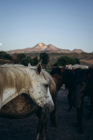 Horses in a desert landscape with mountains in the background.の写真素材
